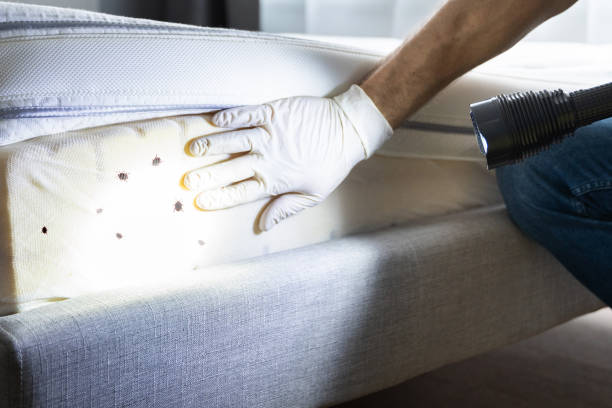 Best Wasp Removal Services  in Pasadena Hills, FL